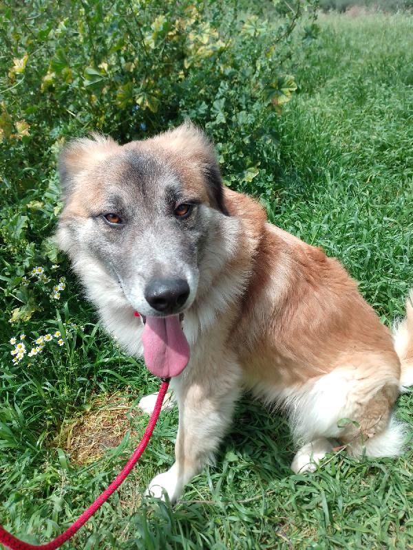 🐾💛 Thor Cerca Casa | Meraviglioso Giovane Simil Pastore Cerca Famiglia 🏠💕